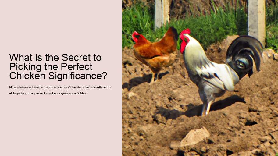 What is the Secret to Picking the Perfect Chicken Significance?